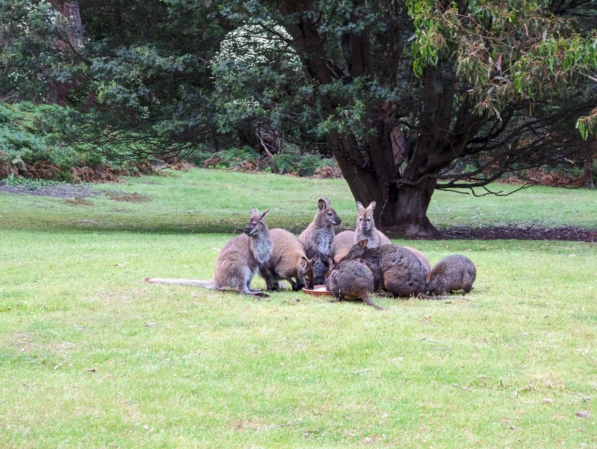 Hotel Base Camp Tasmania New Norfolk Zewnętrze zdjęcie